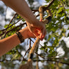 PW Scrape Rope w/ Dominant Scrape