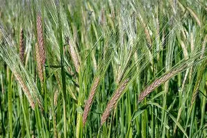 Barley