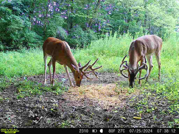 SUPPLEMENTAL FEED