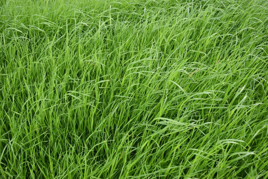 Annual Ryegrass (winterhawk)