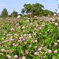 Alsike Clover