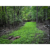 Use Shady Patch No-Till Formula to grow a hidden plot where equipment can't reach