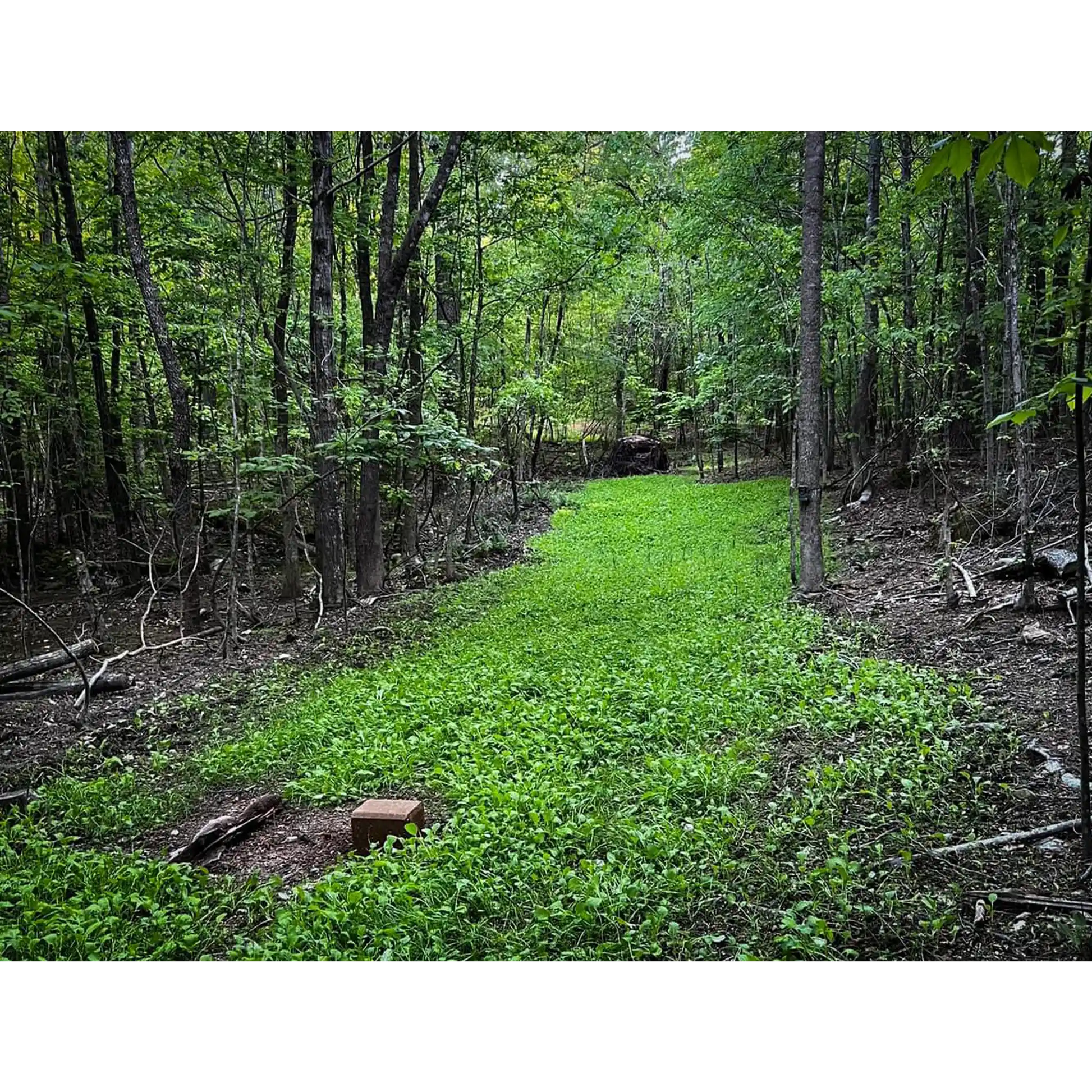 Use Shady Patch No-Till Formula to grow a hidden plot where equipment can't reach