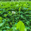 Clover Xtreme