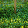 Clover Xtreme