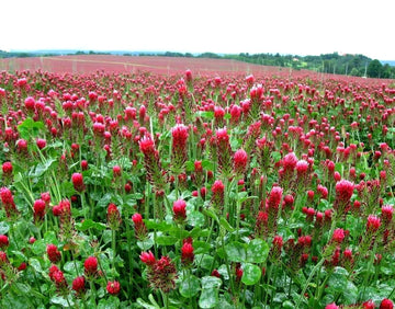 Crimson Clover
