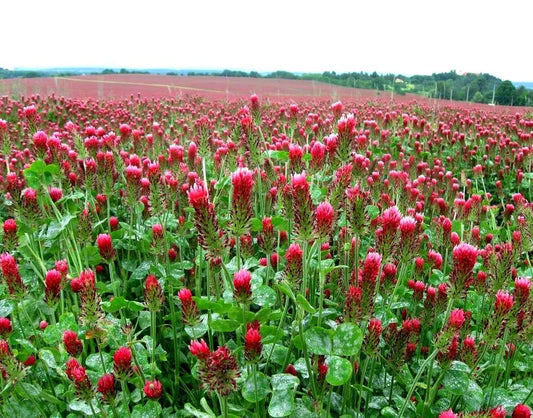 Crimson Clover
