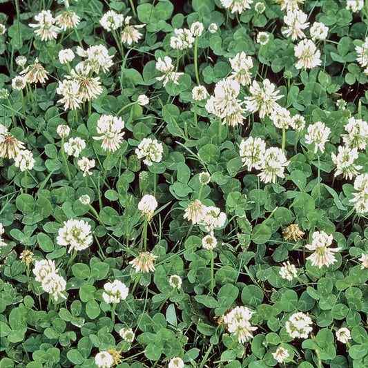 Dutch White Clover