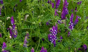 Hairy Vetch