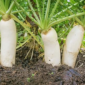 Radish