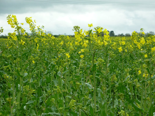 Rapeseed