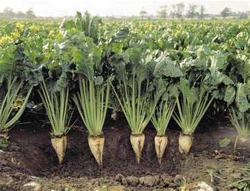 Sugar Beets