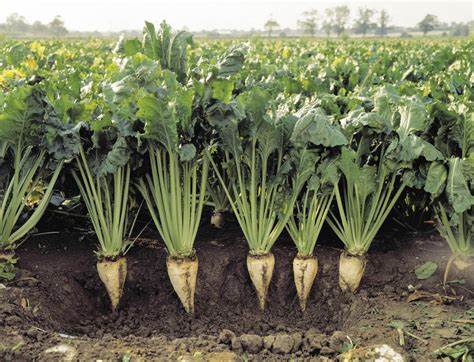 Sugar Beets