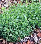 Winter Peas
