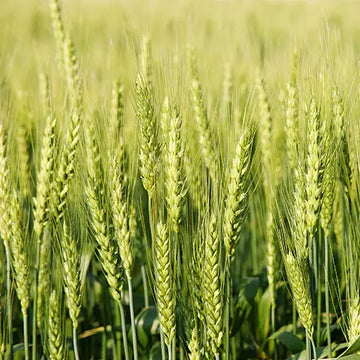 Winter Rye (rise up)