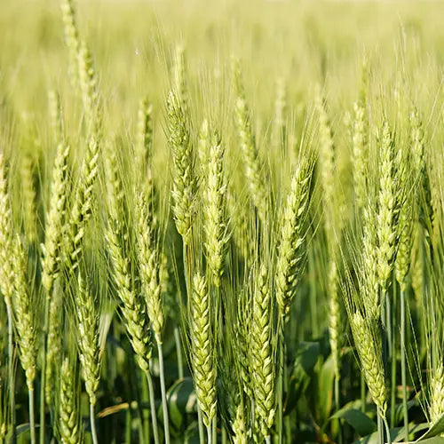 Winter Rye (rise up)