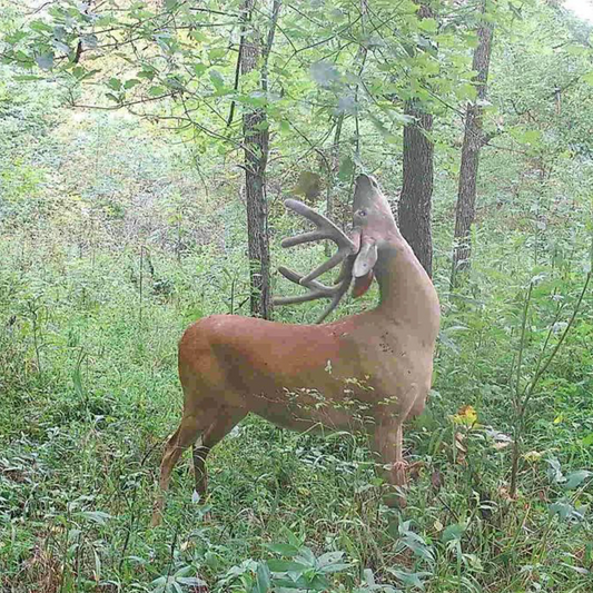 Are Mock Scrapes Worth It? Trail Cam Proof from Real Hunters