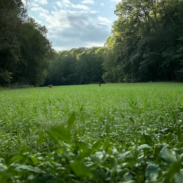 The Best Clover for Deer Food Plots: Why Pure Whitetail Blends Stand Out