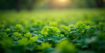 Top 5 Food Plot Mistakes Hunters Make