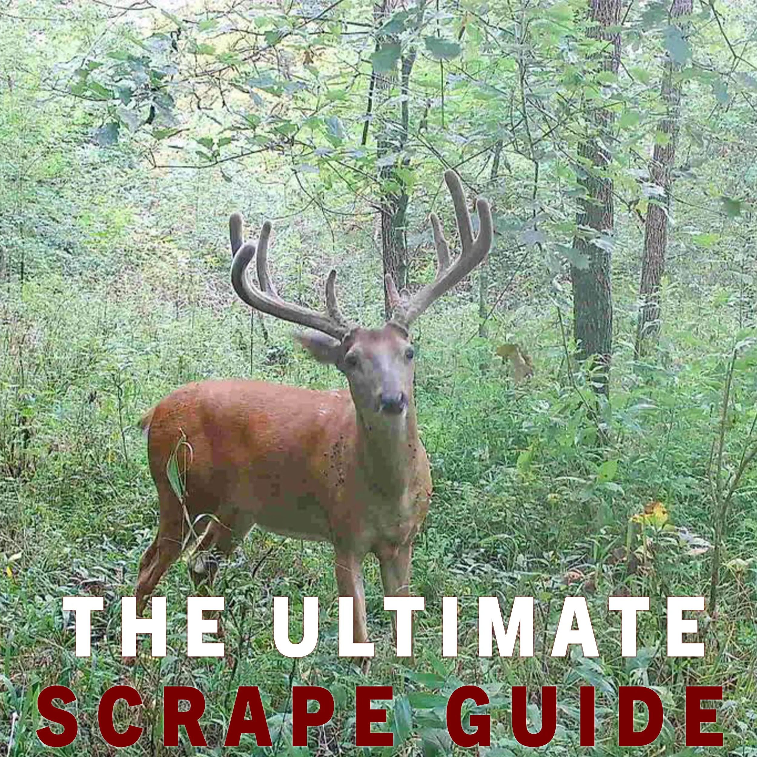 Best Rope Scrape Ever Ultimate Guide to Mock Scrapes: Setup, Scents, Success | Pure Whitetail