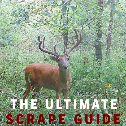 Ultimate Guide to Whitetail Mock Scrapes: Setup, Scents, and Success