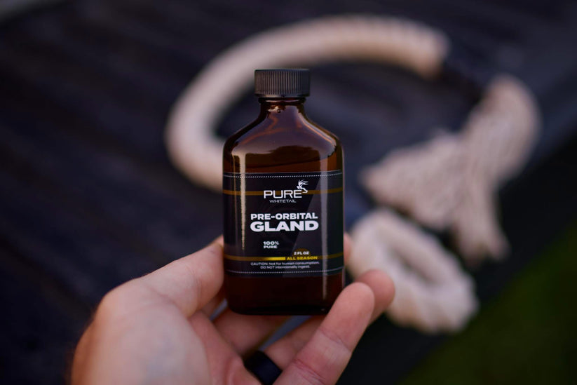 Preorbital Gland – Pure Whitetail