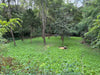 Shady Patch: Best Food Plot Seeds for Deer – No-Till Blend