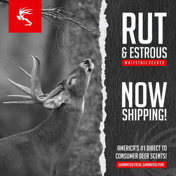 NOW SHIPPING! RUT/Estrous scents