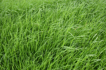 Annual Ryegrass (winterhawk)