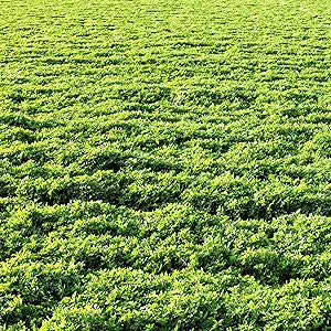 Alfalfa
