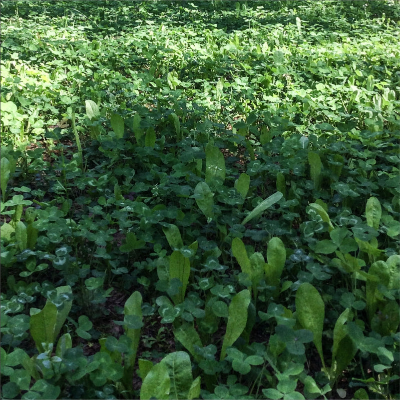best food plot seed to plant in september Best Clover Chicory Food Plot Seed for Deer
