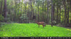 Clover + Chicory Food Plot Seed
