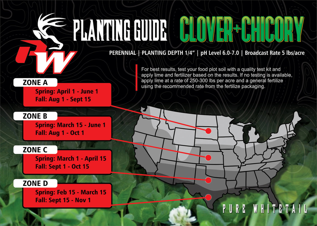 chicory food plot pictures